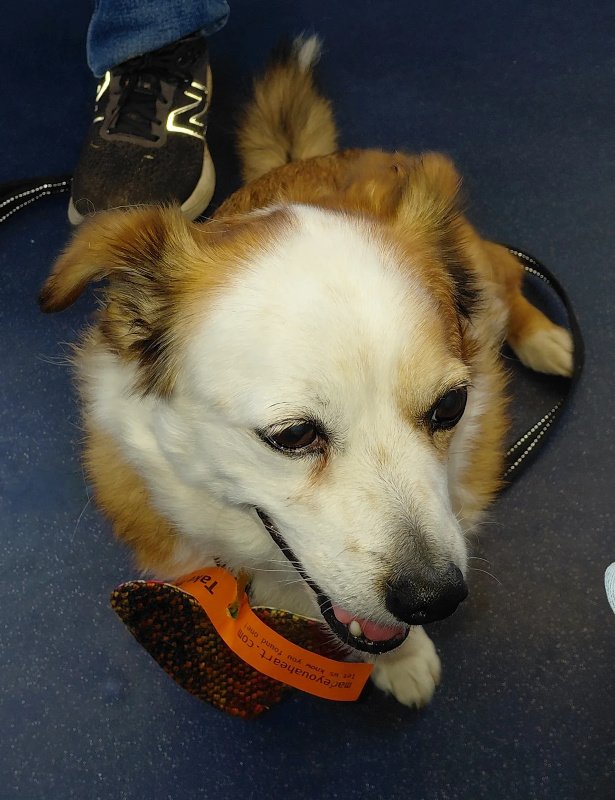 Looking down at a small white and brown dog with a medium coat who is sitting on a blue train floor. There is a fabric heart attached to the dog's collar, hanging over his chest.